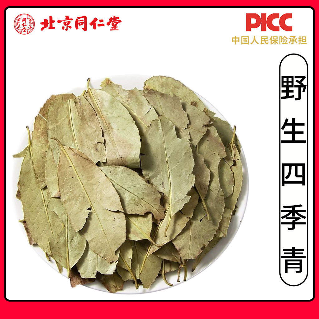 同仁堂野生四季青中药材500g红冬青叶冻青冬青叶新货天然四季青叶