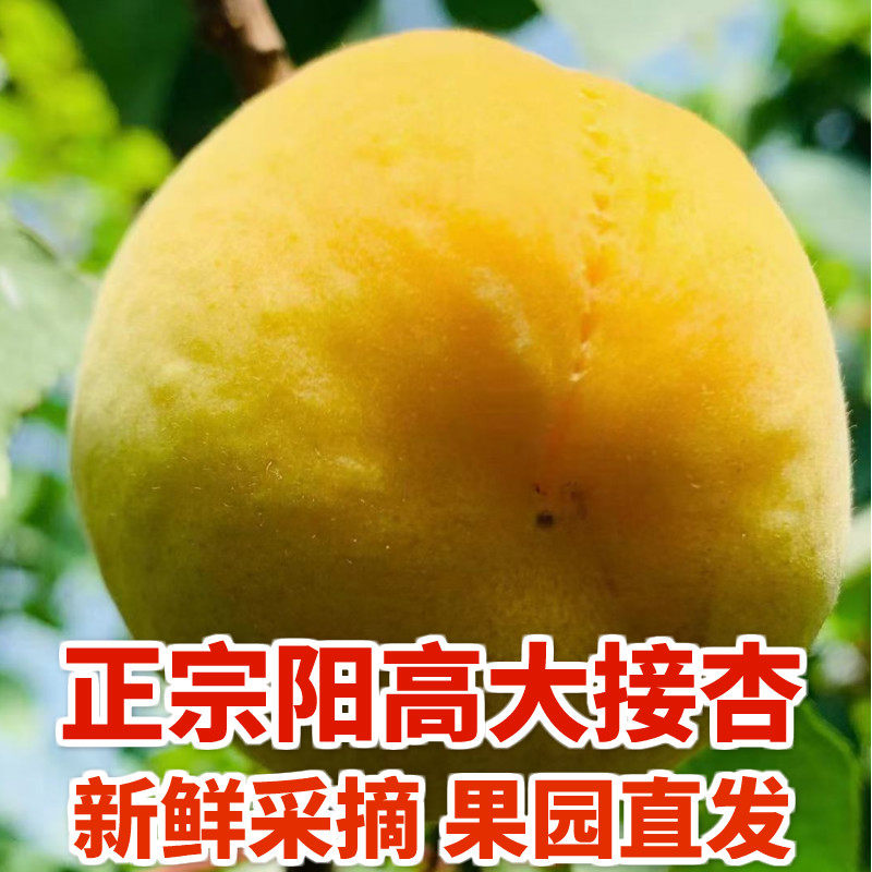 雁贝阳高大接杏新鲜采摘甜核杏