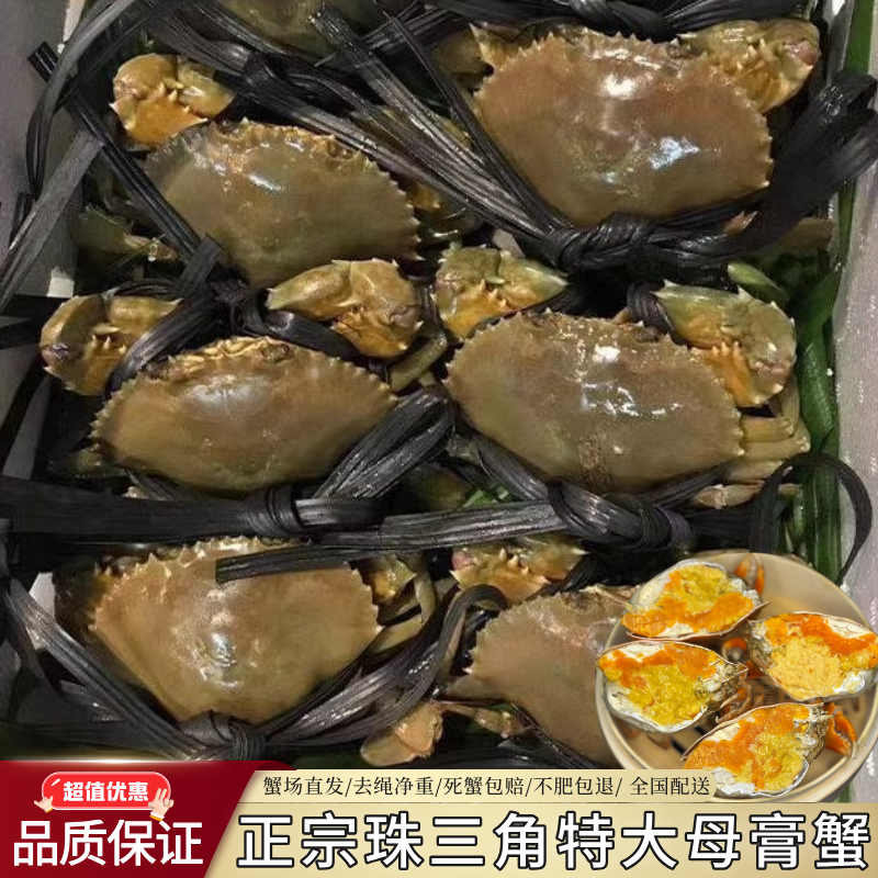 鲜活膏油蟹野生黄油蟹特大母蟹红膏蟹海鲜水产大螃蟹顺丰包活送礼