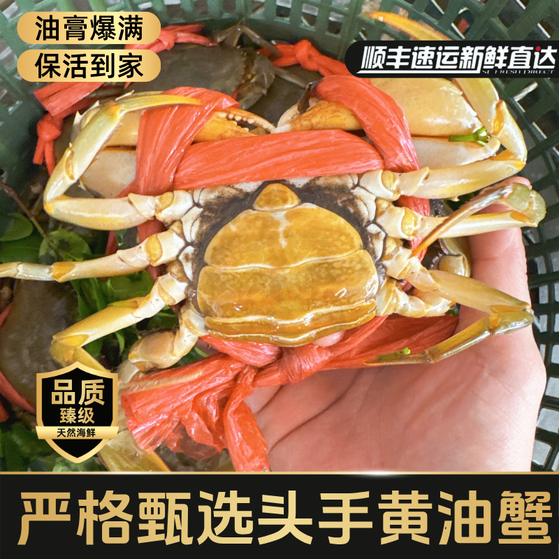 头手黄油蟹鲜活膏油黄油蟹3-7两只母蟹产地直发顺丰包活海鲜礼盒