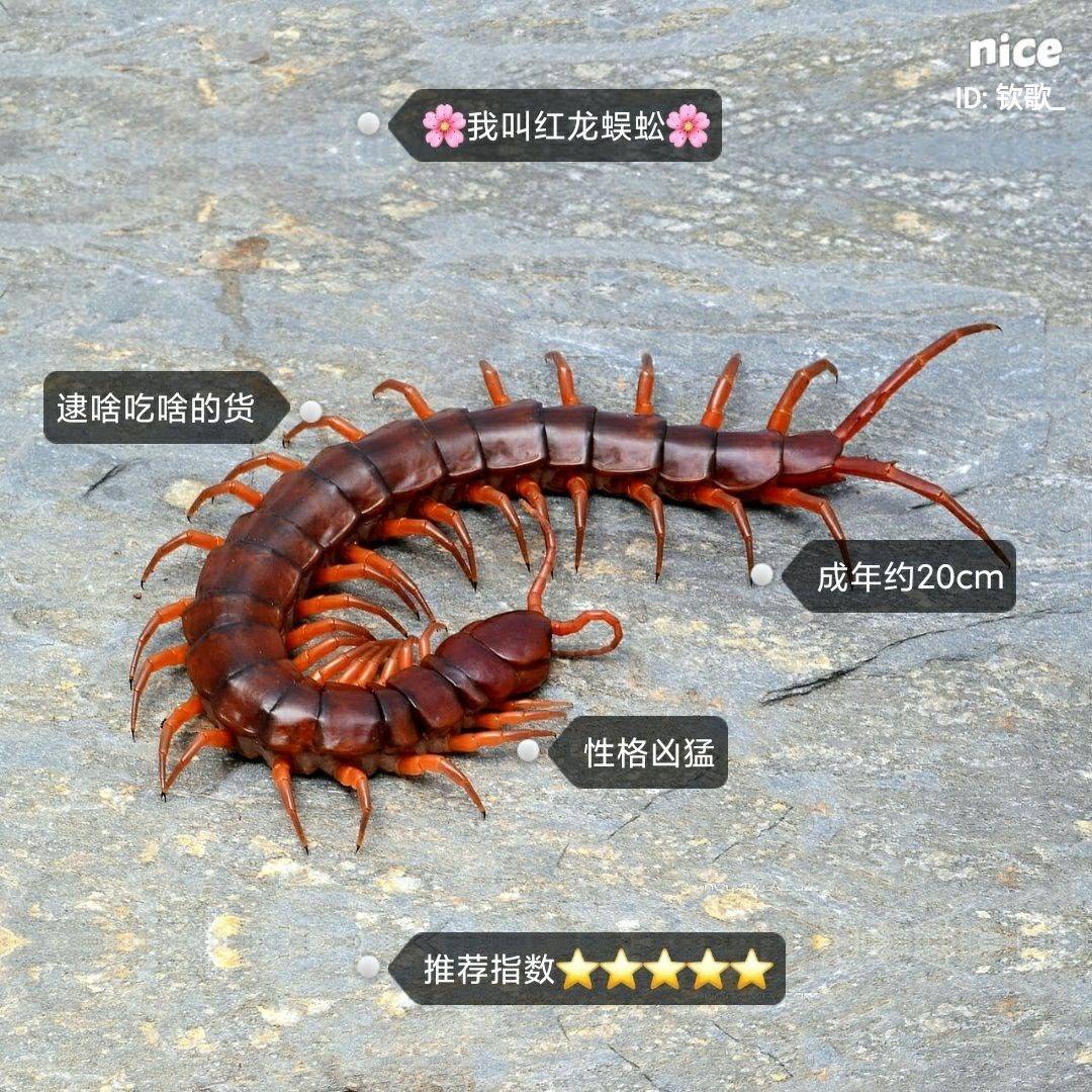 海南间脚泰国红龙越南巨人少棘多棘宠物异宠爬宠爬虫蜈蚣活体