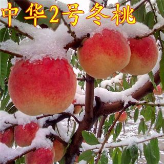 正宗黄金蜜4号黄桃树苗新品种巨型冬桃血桃水蜜桃南北方栽植桃树