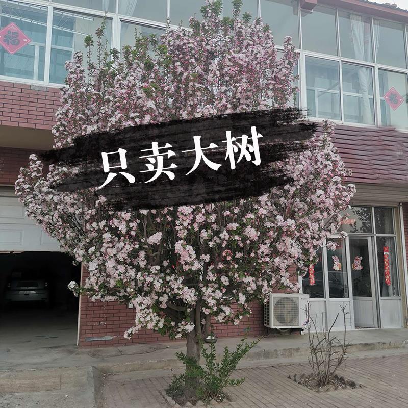 海棠树苗西府垂丝北美海棠苗绚丽海棠大树阳台庭院绿化大型风景树