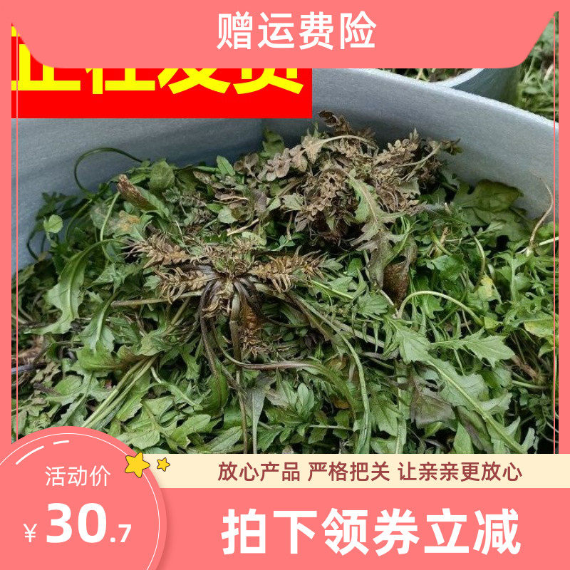 新鲜野菜山东野生荠荠菜新鲜白花荠菜现挖野生蔬菜北方荠菜3斤
