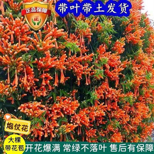 炮仗花苗 爬藤植物 鞭炮花 四季可种阳台庭院垂吊攀援花卉 藤本花