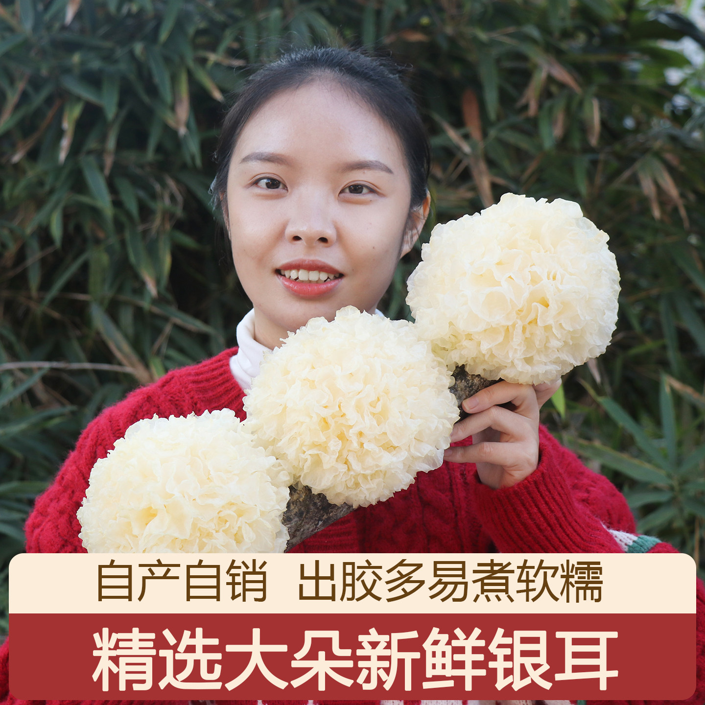 新鲜银耳6朵盒装古田白木耳活鲜糯雪耳丑耳干货 非即食本草莲子羹