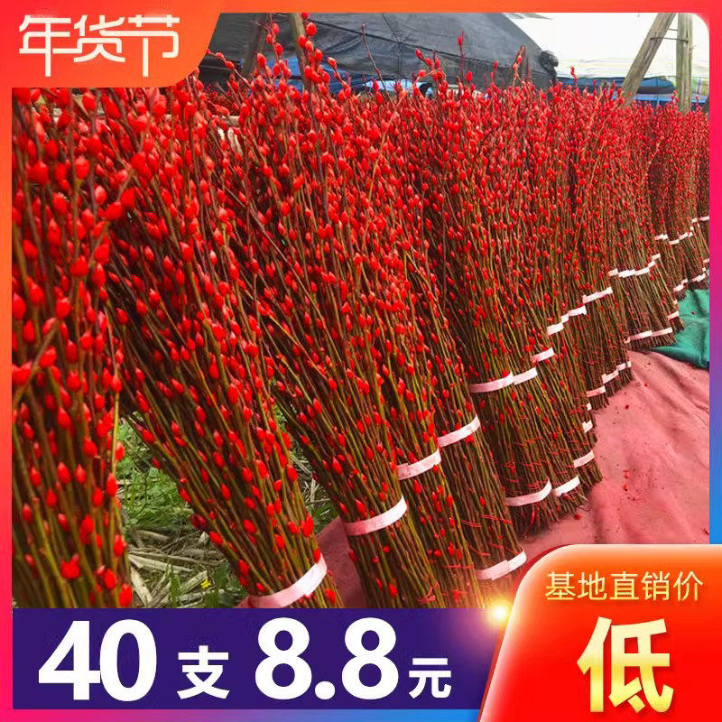 银柳真花鲜枝抱抱福桶喜庆年宵花卉盆栽室内红色干花水培植物雪柳