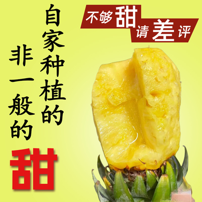 正宗海南树上熟台农17号金钻凤梨