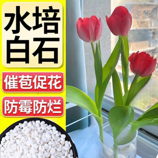 鹅卵石小石头郁金香水培石子养花专用多肉铺面石铺底雨花石白石子