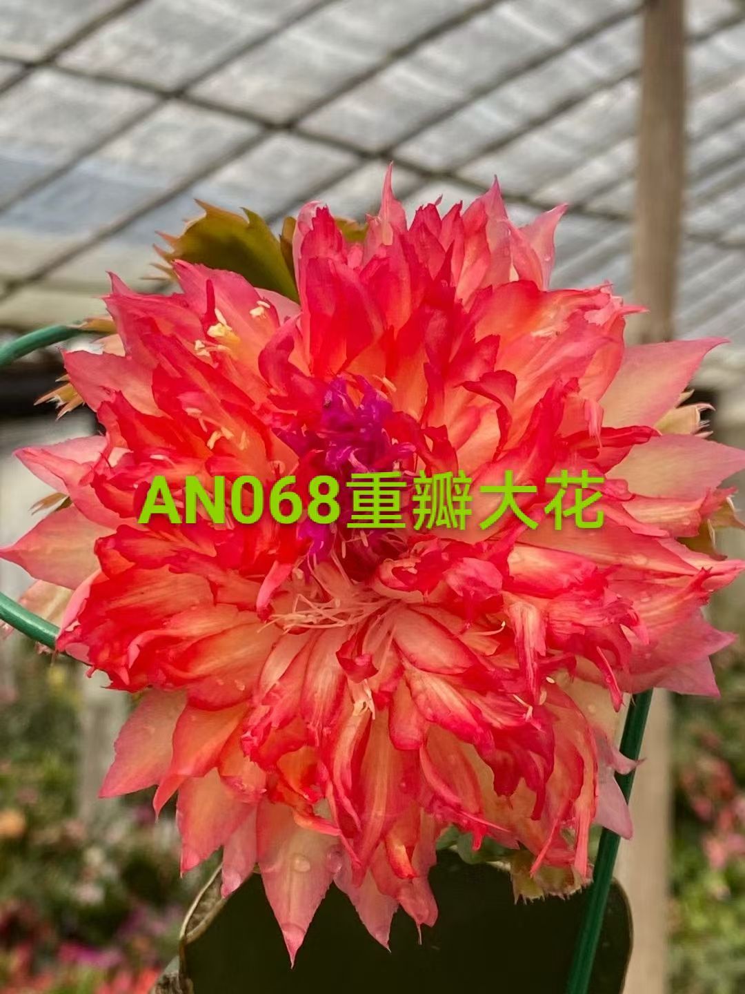 新品重瓣进口蟹爪兰盆栽好养室内阳台摆放多肉植物绿植