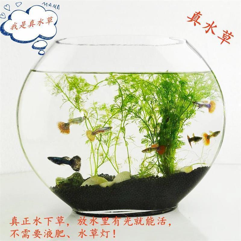 创意扁形透明鱼缸玻璃金鱼缸小型桌面造景设计