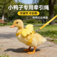 小鸭子牵引绳外出溜柯尔鸭专用 绑绳可爱遛鸭绳用品 绳子宠物鸡