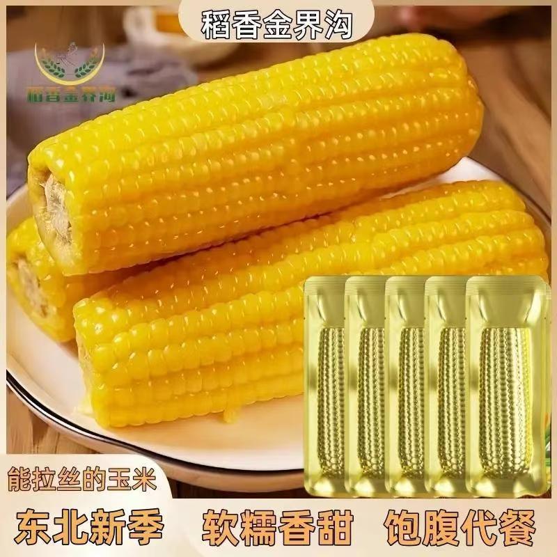稻香金界沟2025新鲜白糯黄糯玉米