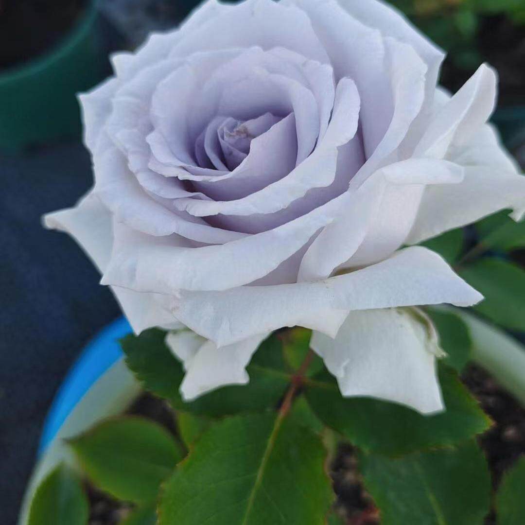 大地之蓝 (蓝色格劳恩)月季 一加仑 四季开花 抗病性强