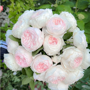 克里斯蒂娜公爵夫人（尘世天使）  【1加仑】月季 原土原盆 1加仑