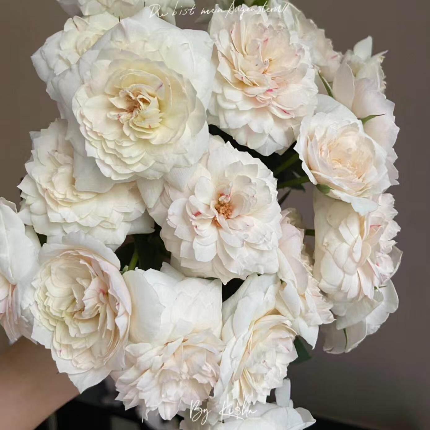 兔子月季  一加仑 灌木切花玫瑰盆栽花卉植物阳台庭院