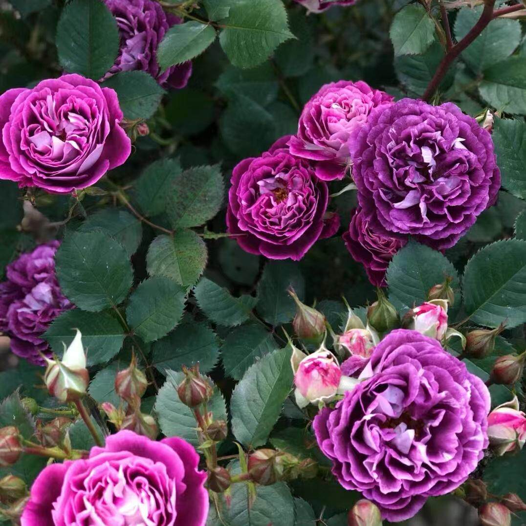 合唱团  月季 一加仑 玫瑰芬芳灌木庭院阳台盆栽地栽