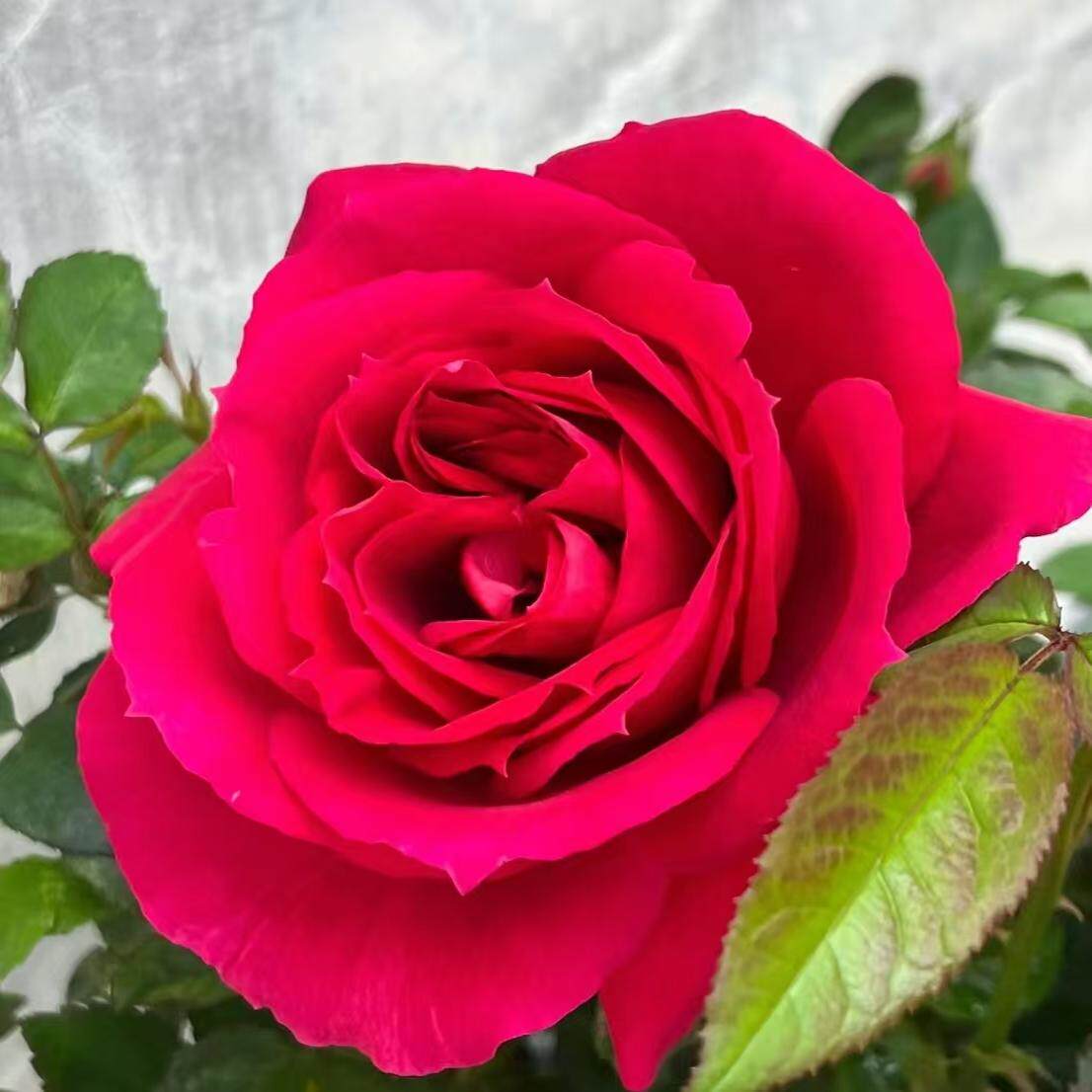 巨蟹座 月季 一加仑  多季节重复开花  丰花勤花