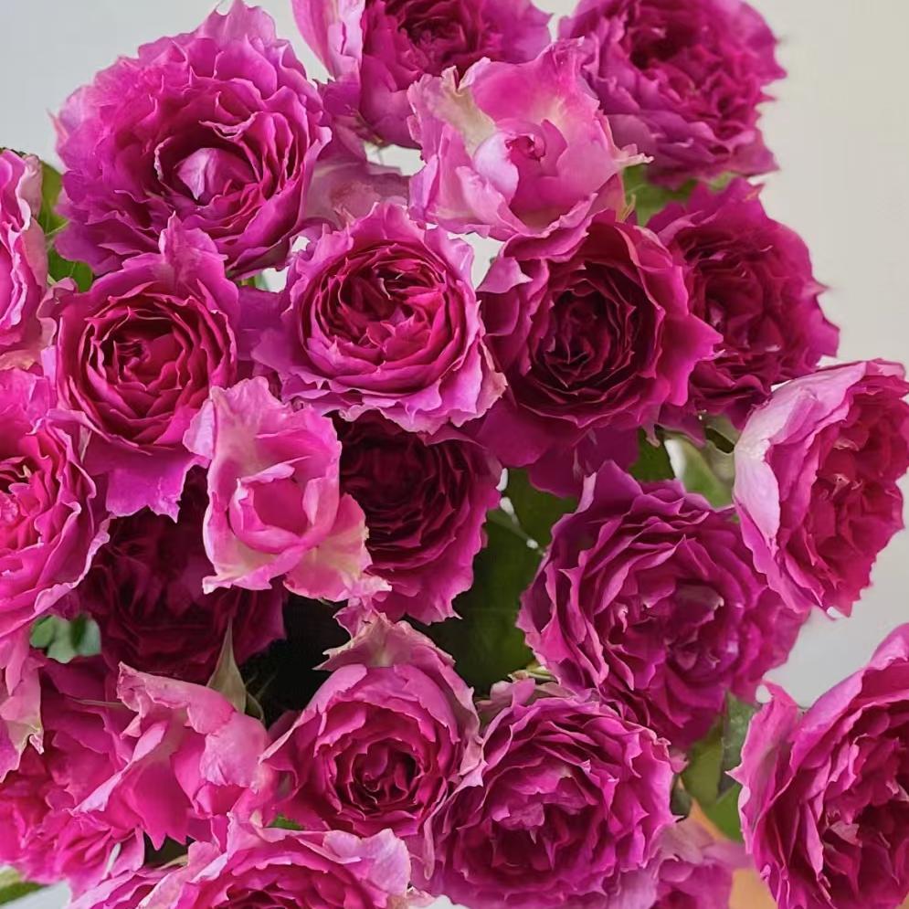 天方夜谭   月季花   玫红色   四季开花