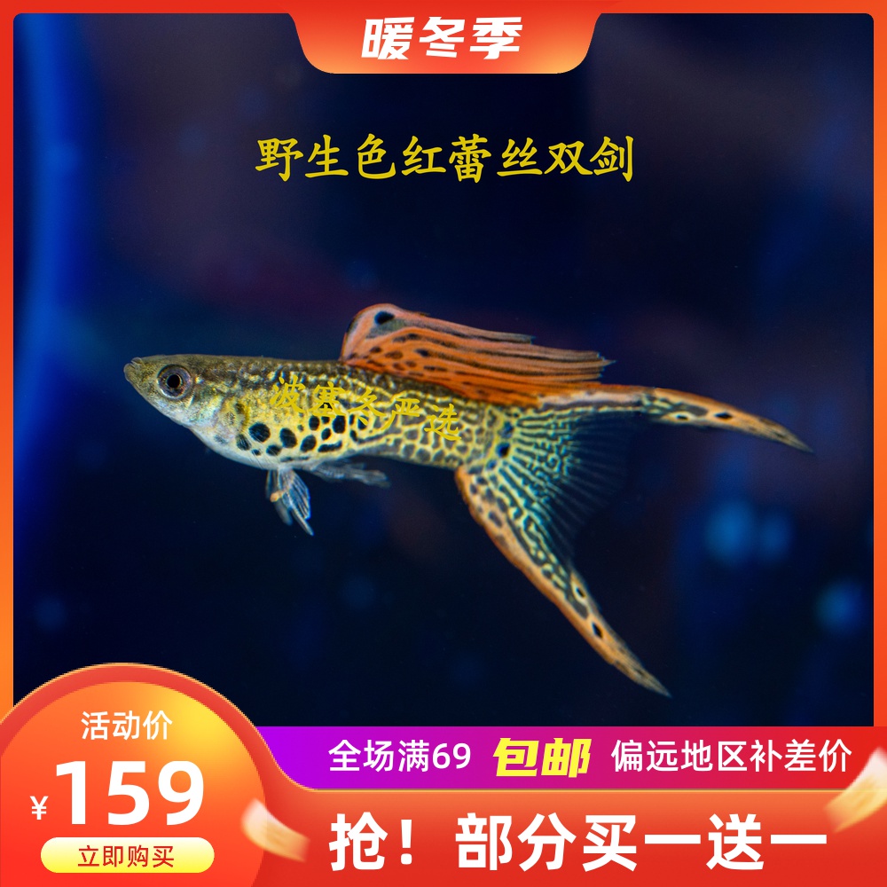 野生色红蕾丝双剑孔雀鱼活体观赏热带鱼淡水鱼水族凤尾耐活纯种鱼