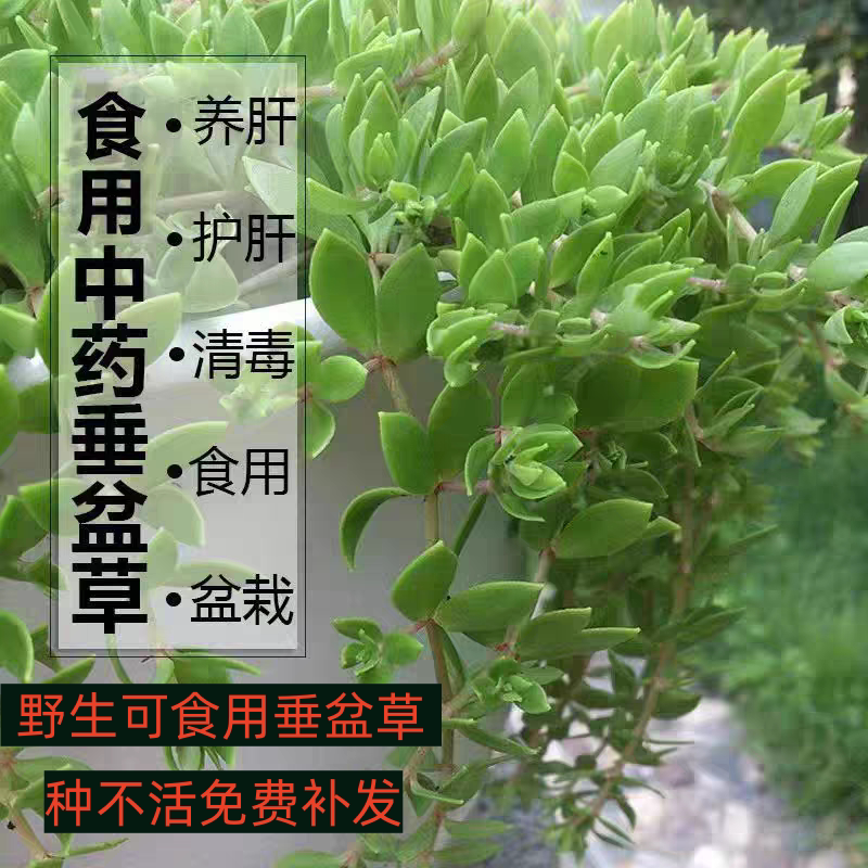 野生垂盆草可食用新手易养桌面