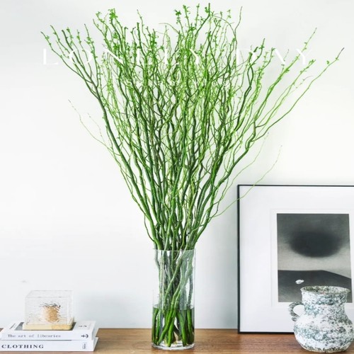 水培龙柳客厅卧室净化空气