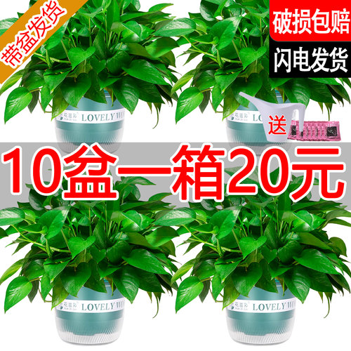 新房家用绿萝盆栽室内绿箩植物