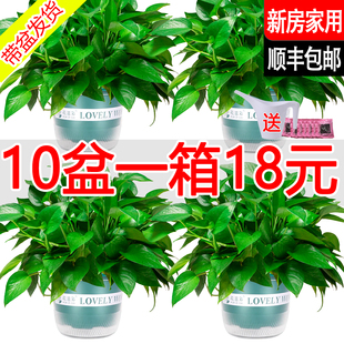 绿萝盆栽室内绿植净化空气水培长藤绿箩植物室内吊兰新房好养金钻