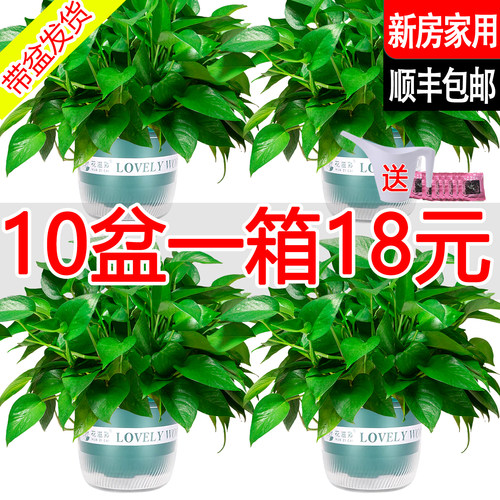 新房绿萝盆栽室内净化空气