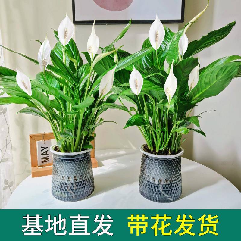 白掌一帆风顺盆栽水培植物