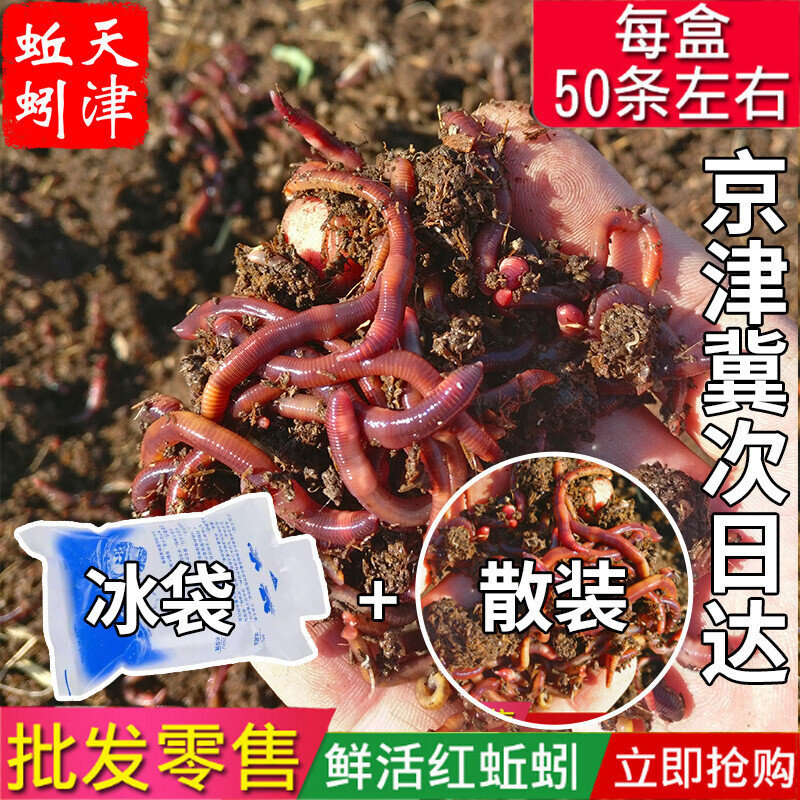 蚯蚓活饵大号活体纯牛粪大平二号活饵/谷麦饵等饵料