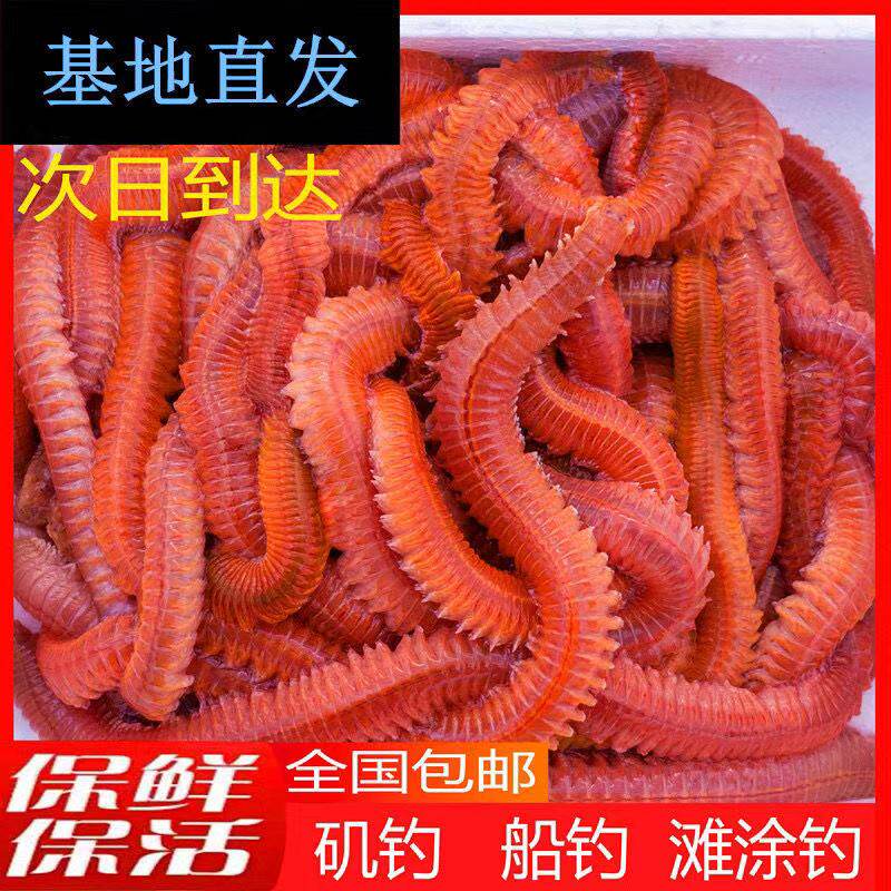 活沙蚕海蚯蚓红青虫鲈鱼饵海蜈蚣海蚂蝗海钓鱼饵料顺丰全国包邮
