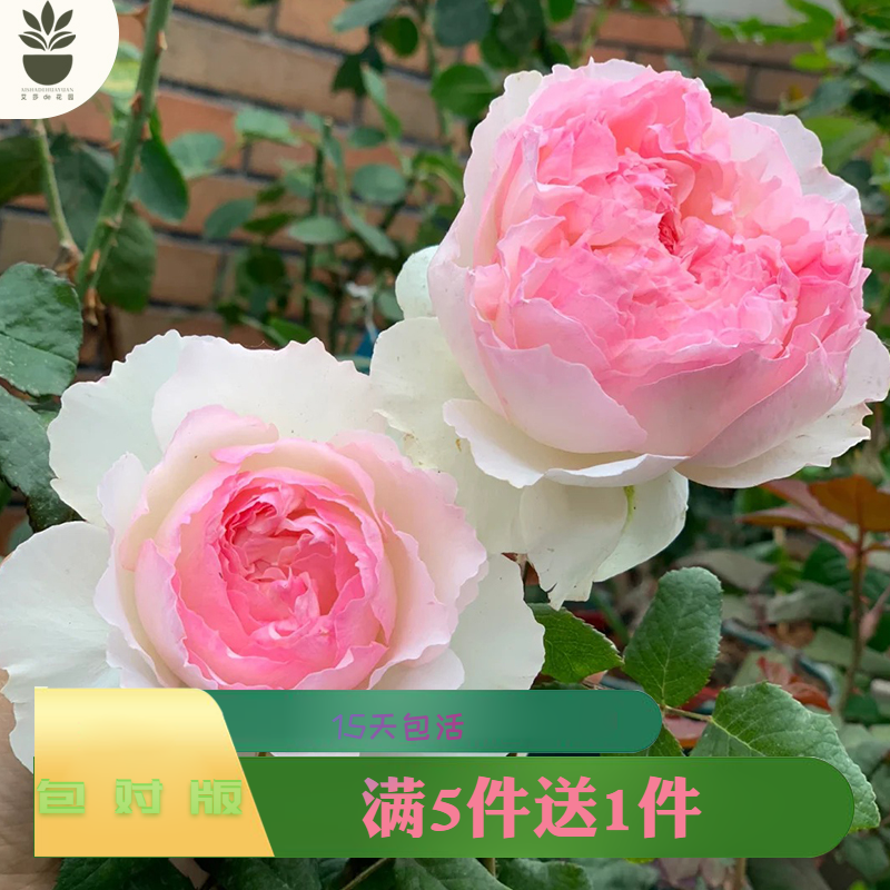 艾莎的花园佩尔朱克月季花苗粉色多头丰花中大苗盆栽浓香多季开花,鲜花速递/花卉仿真/绿植园艺,月季/蔷薇/玫瑰,淘宝优惠券,粉丝福利购,淘宝优惠卷