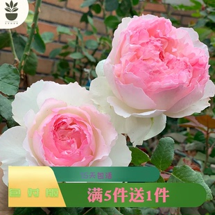 艾莎的花园佩尔朱克月季花苗粉色多头丰花中大苗盆栽浓香多季开花