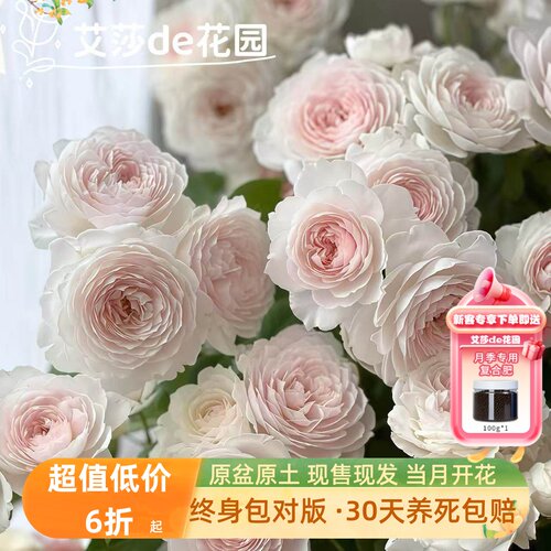 克里斯蒂娜公爵夫人月季花