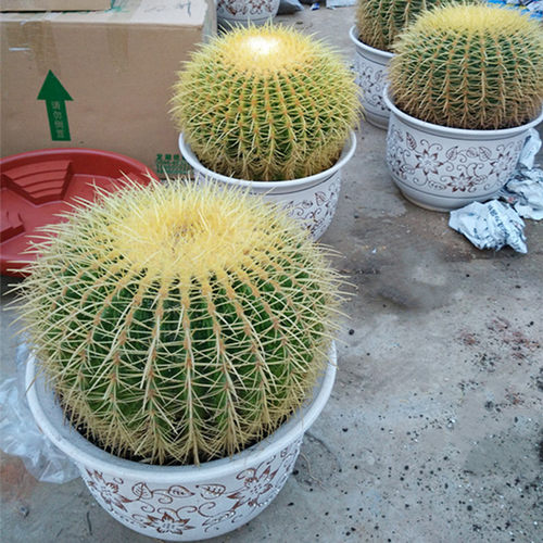 超大别墅适用净化空气盆栽仙人球