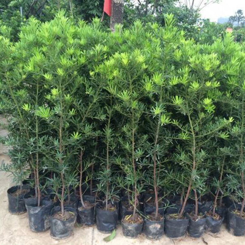 南通小米叶黑珍珠素材罗汉松树苗
