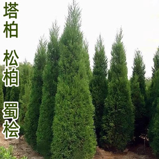 柏树树苗松柏塔柏侧柏扁柏龙柏苗塔松柏枝树圆柏园林绿化柏木树苗