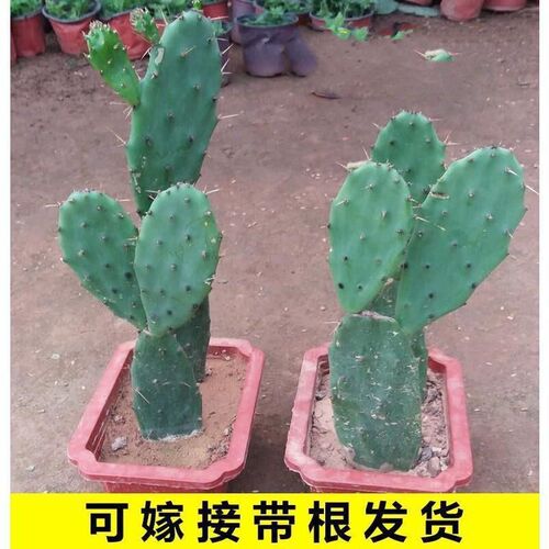 种植庭院多肉仙人掌养活