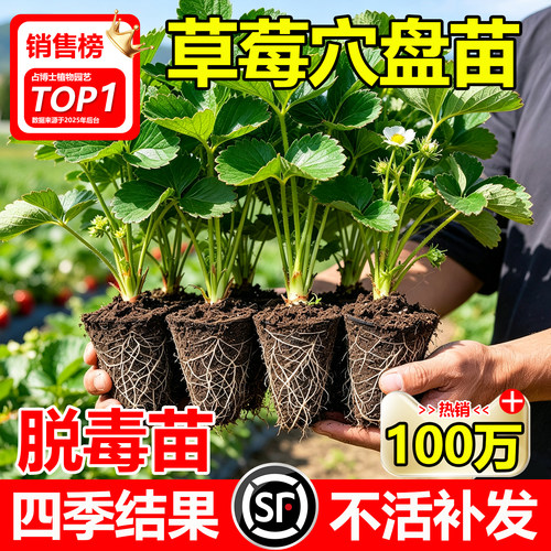 草莓苗脱毒穴盘苗盆栽可四季结果