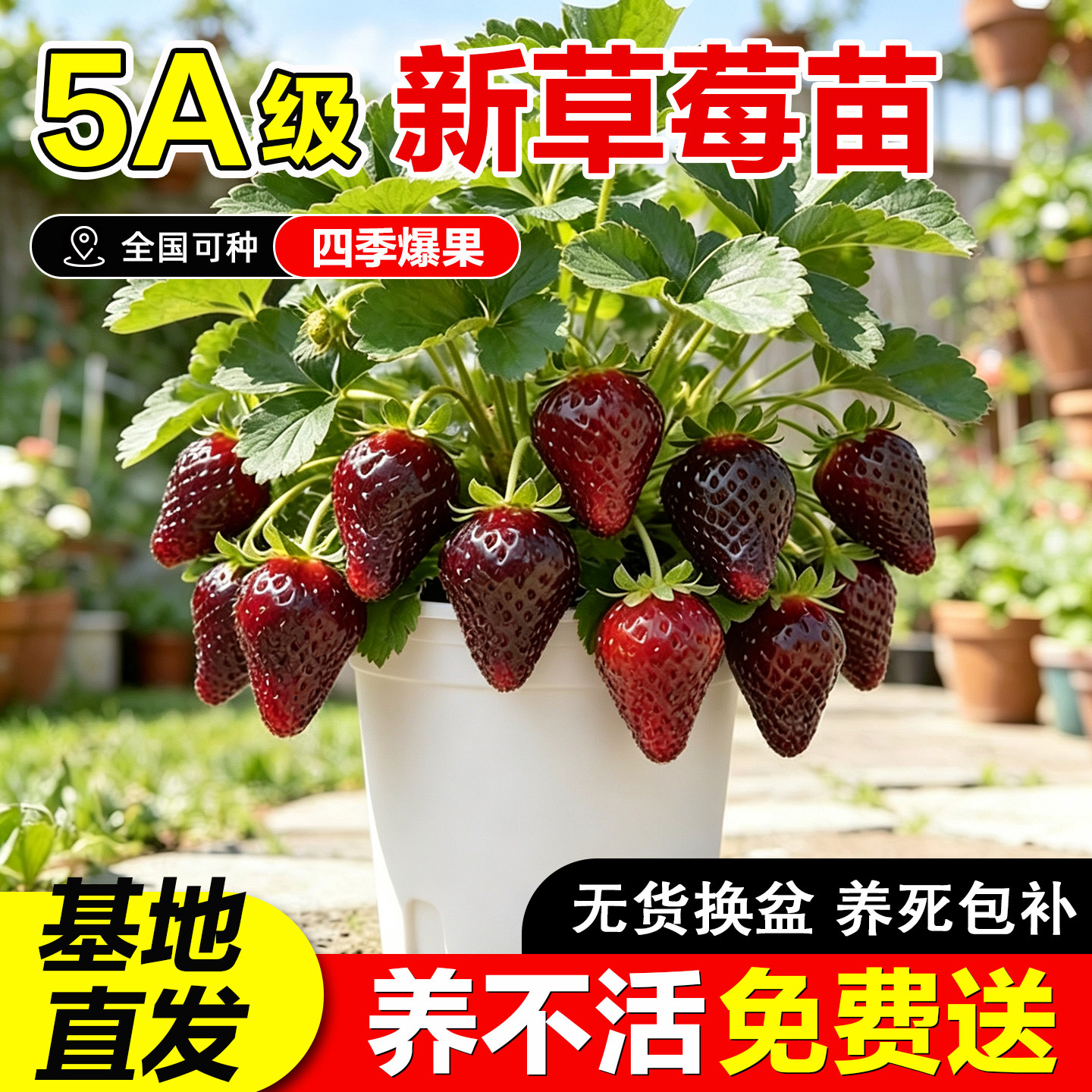 草莓盆栽带果黑珍珠原土原盆秧苗