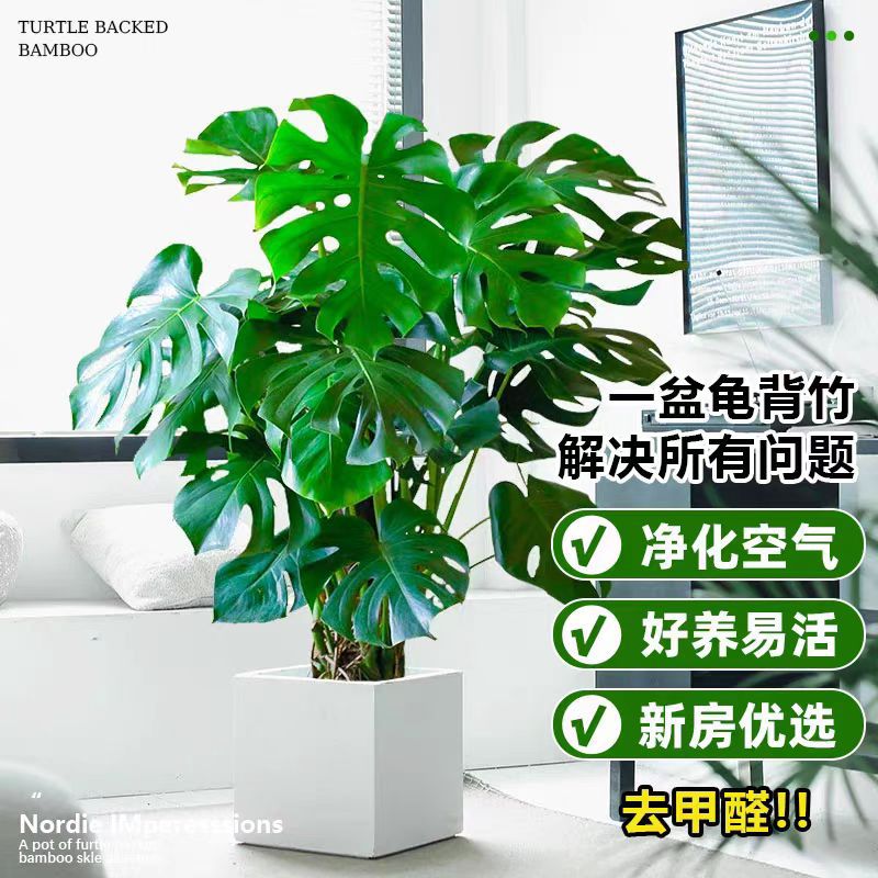 龟背竹客厅绿植室内大盆栽办公室净化空气植物盆景好养活四季常青