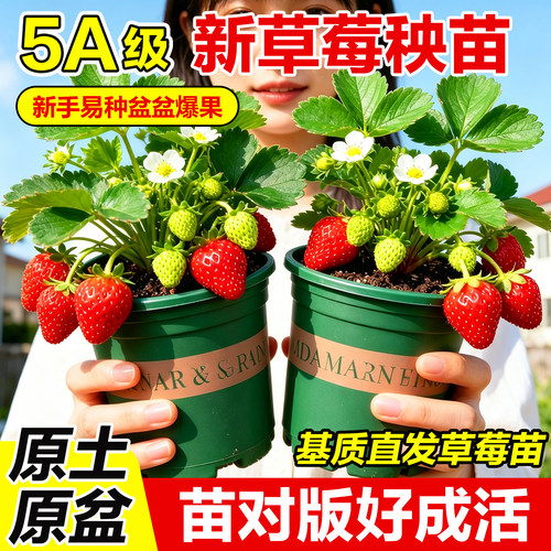 草莓苗秧原土原盆阳台盆栽脱毒苗