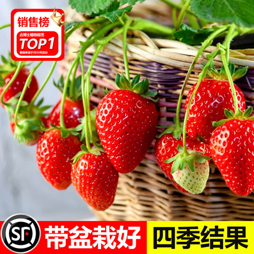 草莓苗秧四季结果阳台盆栽特大号