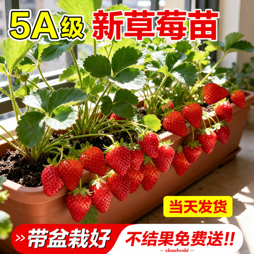 草莓苗盆栽秧苗原土原盆四季结果