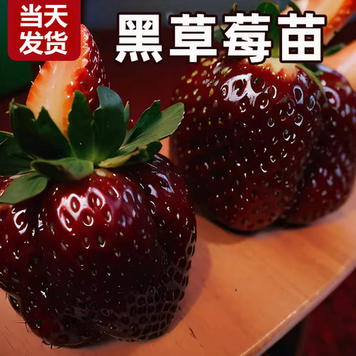 黑珍珠草莓新苗四季结果家庭穴盘苗原土原盆红颜奶油草莓秧苗盆栽