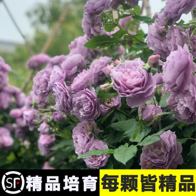 薰衣草花环阳台无刺爬藤蔷薇月季花苗庭院爬墙玫瑰苗四季花卉绿植