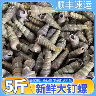 钉螺新鲜鲜活海鲜海螺商用顺丰送炒料去尾钉螺免处理烧烤钉螺鲜活