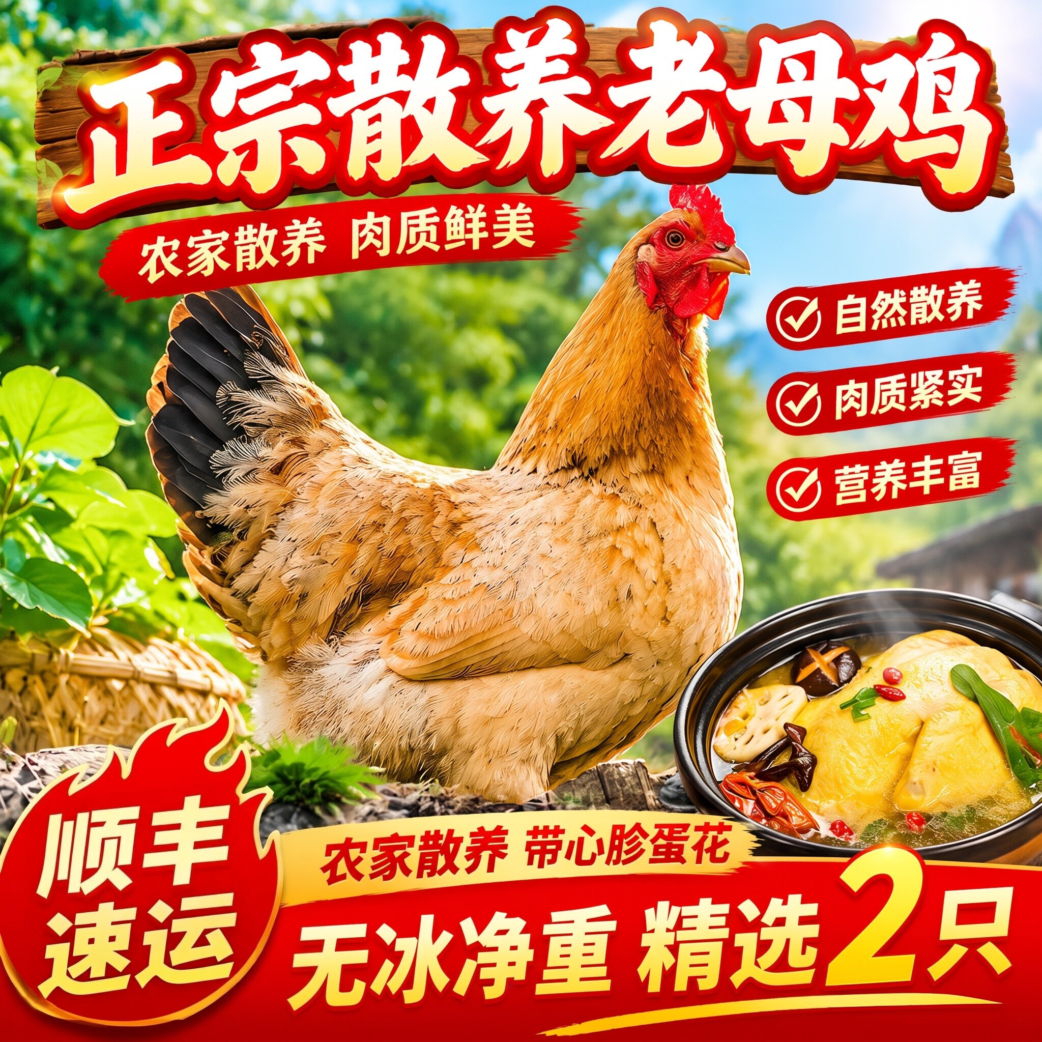 农家散养老母鸡现杀新鲜鸡煲汤鸡肉正宗老母土鸡老母鸡母鸡散养农