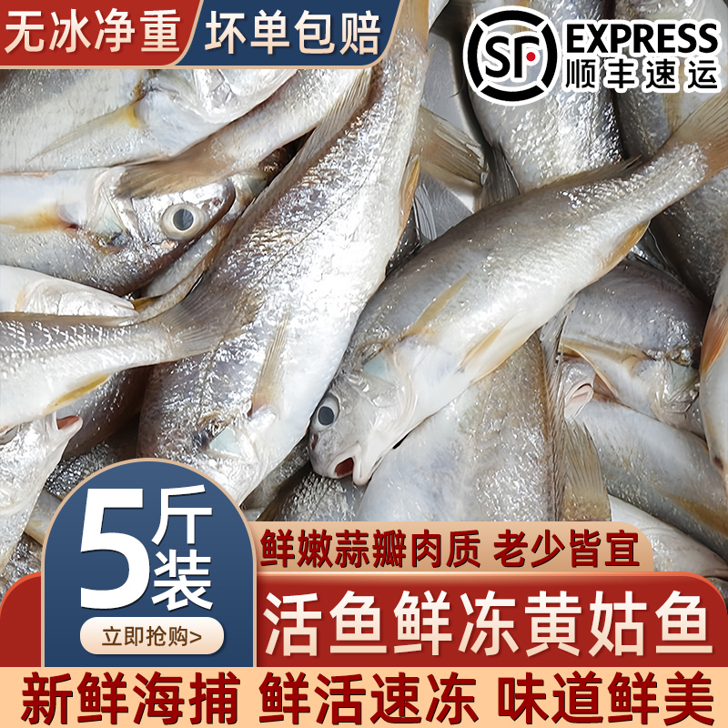 鲜冻黄姑鱼新鲜速冻海鱼黄菇整箱深海鱼黄姑鱼海捕海鱼深海黄姑子